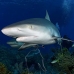 shark_reef_caribbean_ft_lbb_v_3095_bah3765.jpg